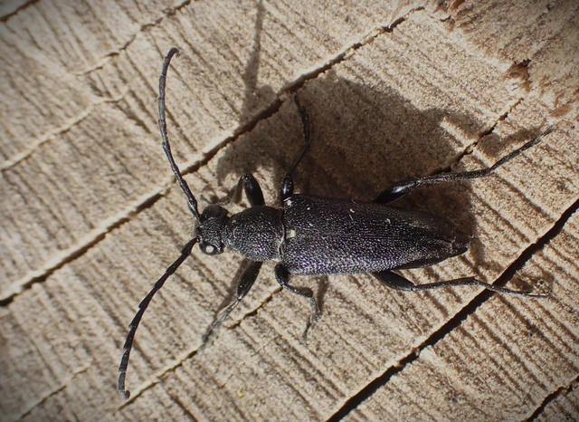 Stictoleptura scutellata - hegyi virágcincér