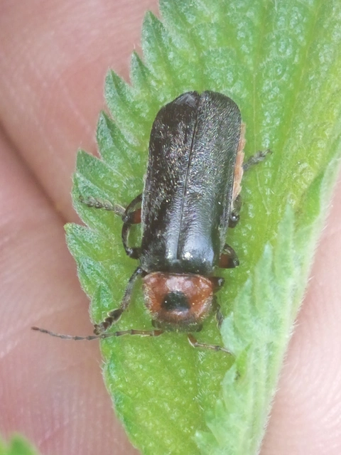 Cantharis rustica - suszterbogár