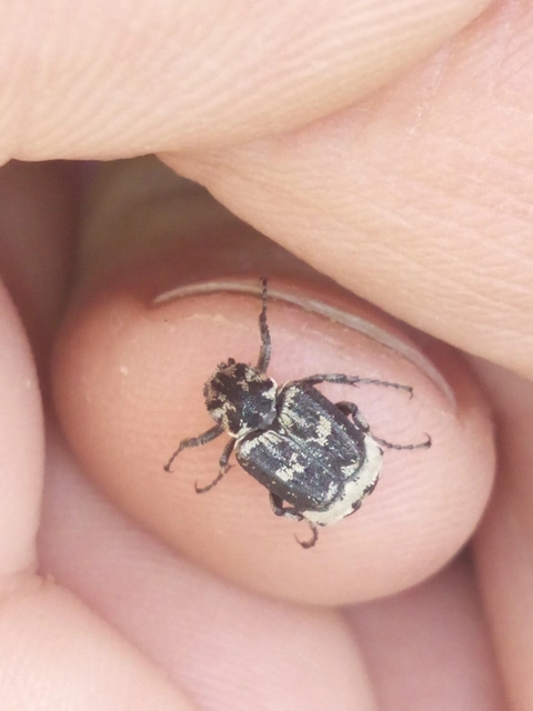 Valgus hemipterus - suta virágbogár