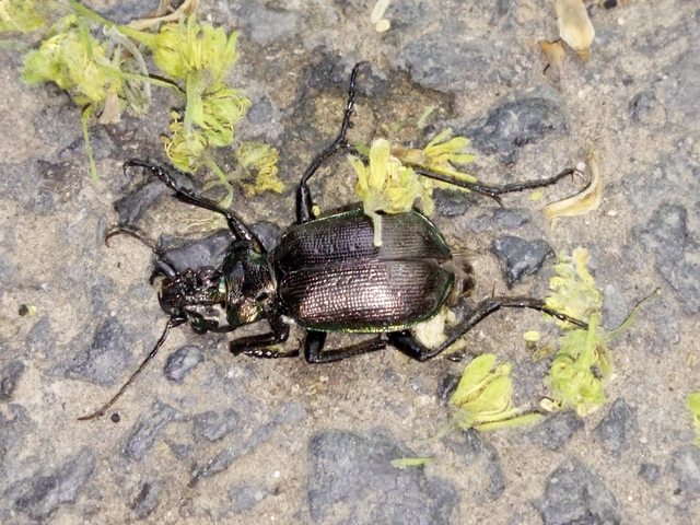 Calosoma inquisitor - kis bábrabló