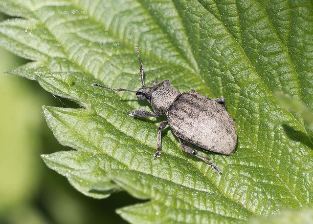 Otiorhynchus ligustici - vincellér-gyalogormányos