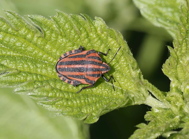 Graphosoma italicum - csíkos pajzsospoloska
