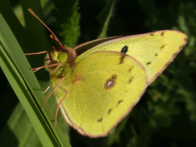 Colias hyale/alfacariensis