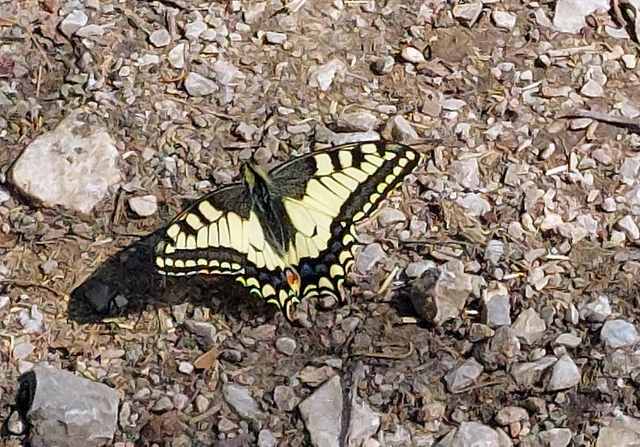 Papilio machaon - fecskefarkú lepke