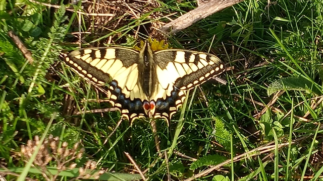 Papilio machaon - fecskefarkú lepke