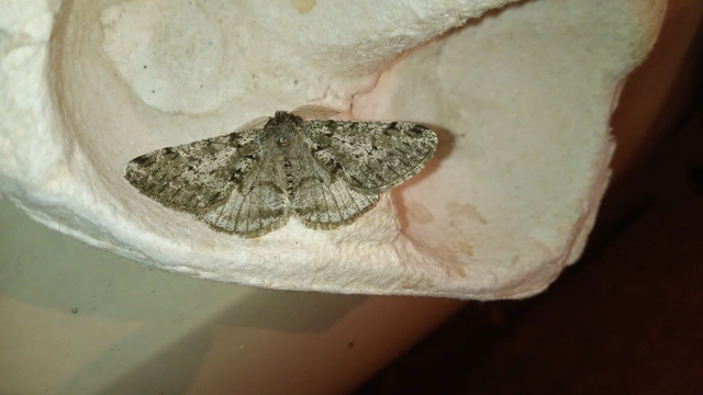 Apocheima pilosaria - zöldes tavasziaraszoló