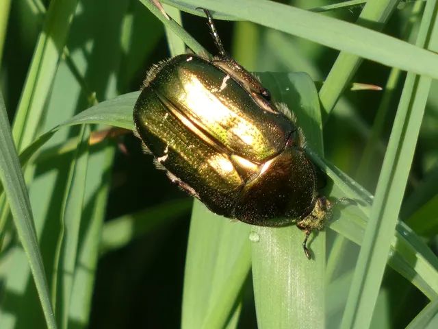 Cetonia aurata - aranyos virágbogár Cetonia aurata - aranyos virágbogár