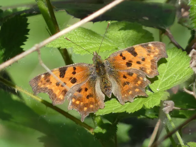 Nymphalis c-album - C-betűs lepke