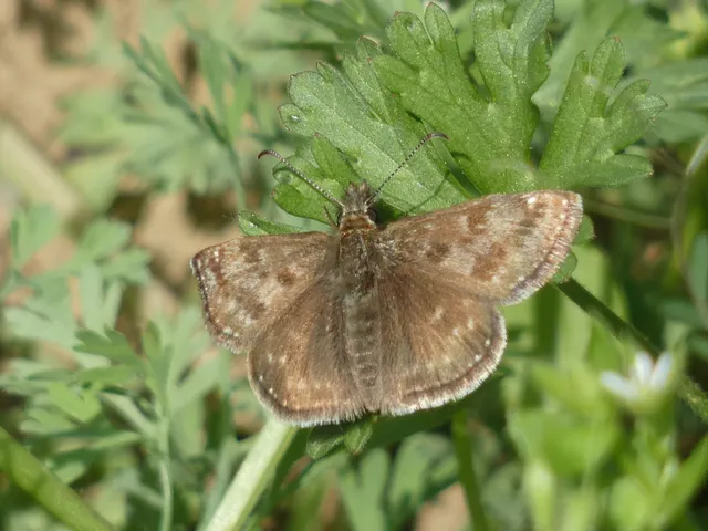 Erynnis tages - cigánylepke
