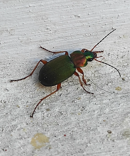 Chlaenius nitidulus - közönséges bűzfutó