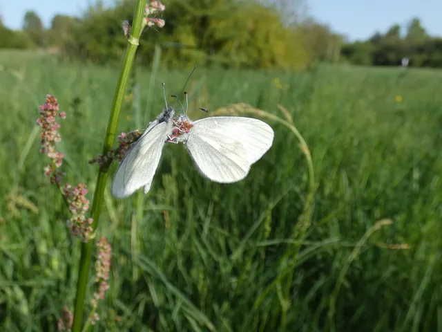 Leptidea sinapis/juvernica