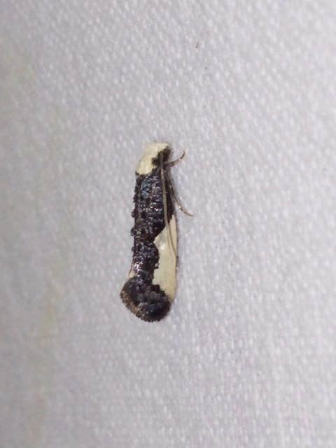 Monopis monachella - apácamoly
