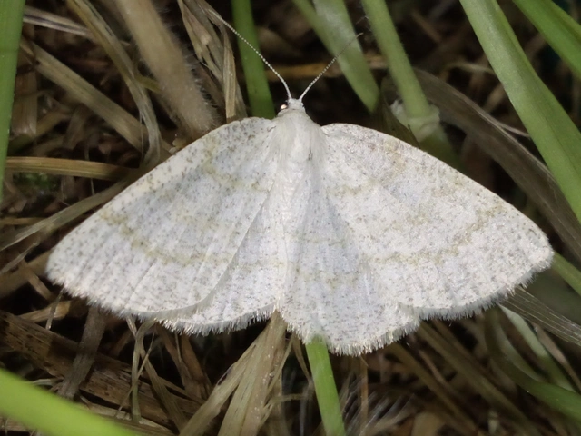 Cabera exanthemata - pettyes égeraraszoló