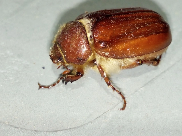 Holochelus aequinoctialis - tavaszeleji cserebogár