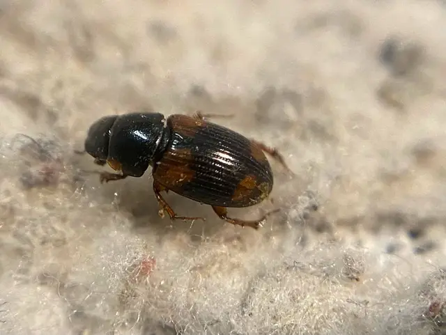 Aphodius quadriguttatus - négycseppes trágyabogár