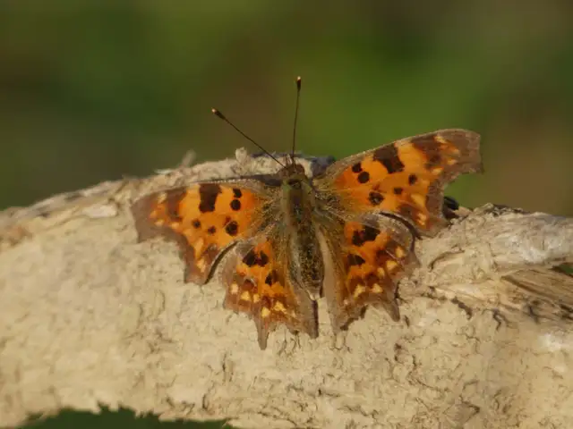Nymphalis c-album - C-betűs lepke