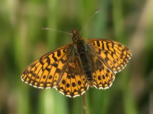 Boloria dia - kis gyöngyházlepke