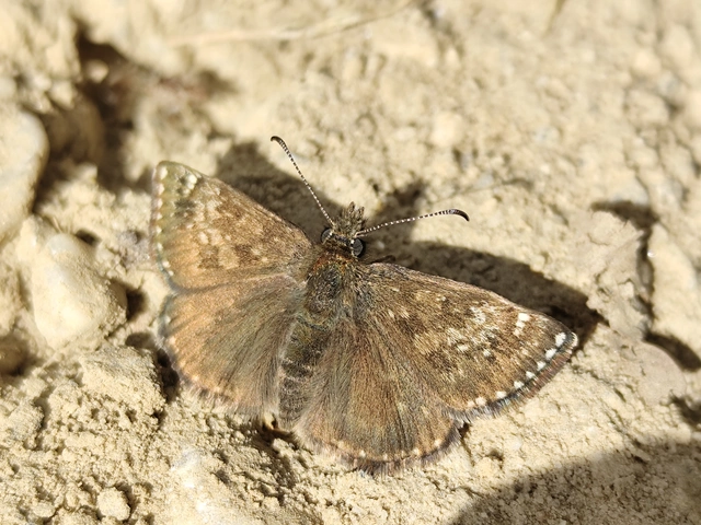 Erynnis tages - cigánylepke