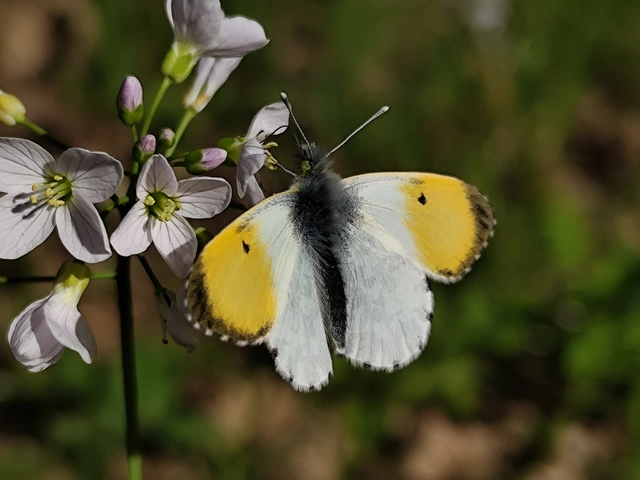 Anthocharis cardamines - hajnalpírlepke