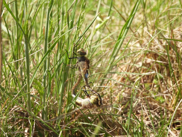 Anax ephippiger - vándor óriásacsa