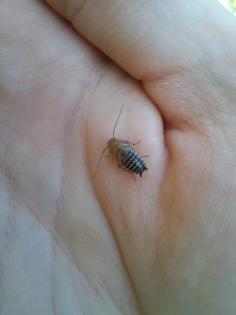 Blattodea - Csótányok