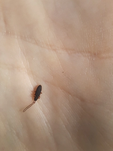 Uleiota planatus - hosszúcsápú fogasnyakú-lapbogár