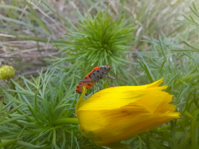 Lygaeus equestris/simulans