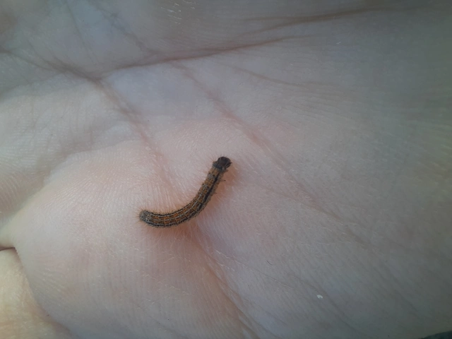 Malacosoma castrensis - kutyatejszövő