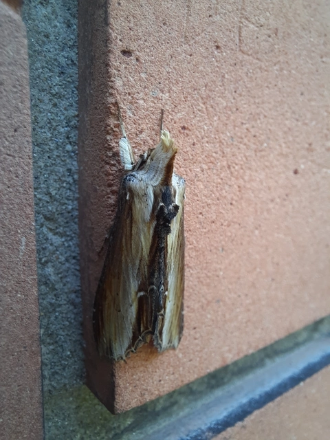 Shargacucullia