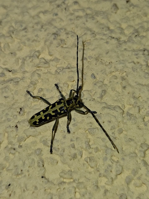 Saperda scalaris - létracincér