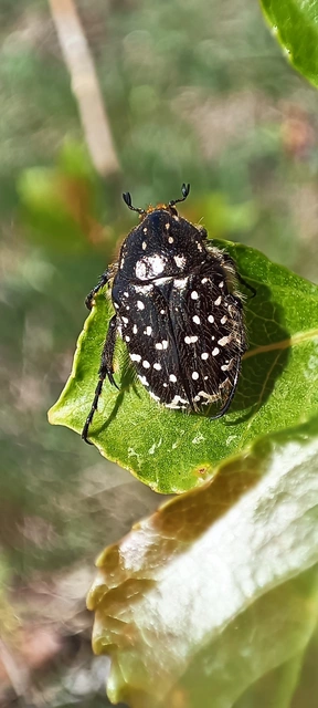 Oxythyrea funesta - sokpettyes virágbogár