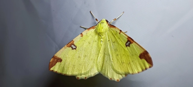 Opisthograptis luteolata - citromsárga araszoló