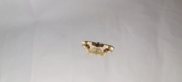 Ligdia adustata - barna levélaraszoló