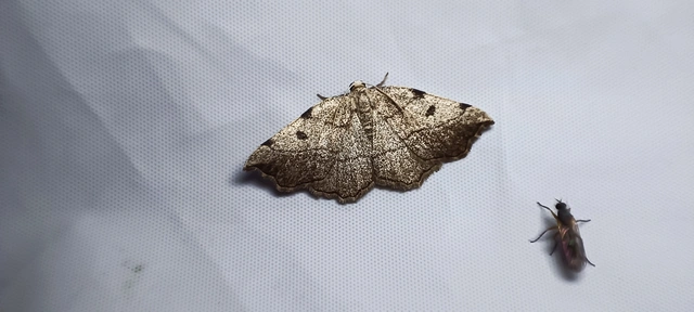 Eilicrinia trinotata - háromjegyű araszoló