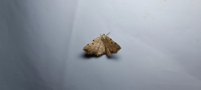 Eilicrinia trinotata - háromjegyű araszoló