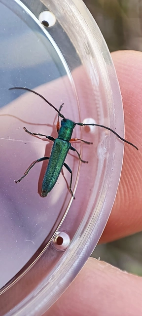 Phytoecia caerulea - fémzöld fűcincér