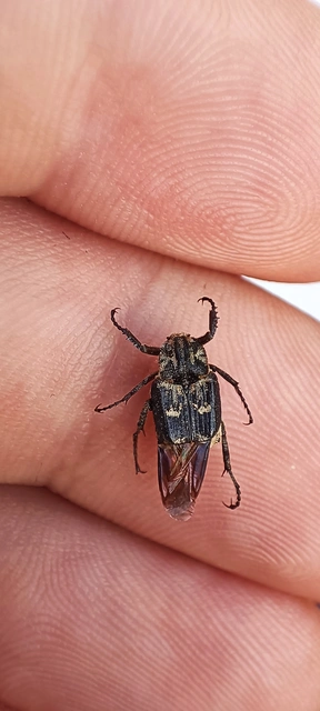 Valgus hemipterus - suta virágbogár
