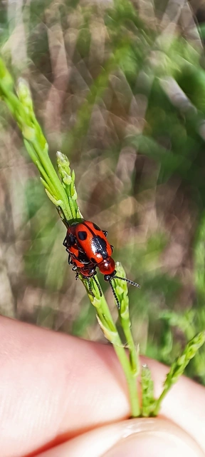 Crioceris quinquepunctata - ötpontos spárgabogár Crioceris quinquepunctata - ötpontos spárgabogár
