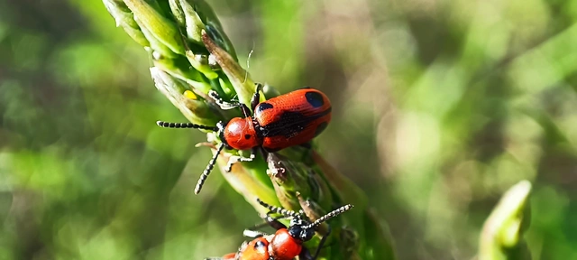 Crioceris quinquepunctata - ötpontos spárgabogár Crioceris quinquepunctata - ötpontos spárgabogár