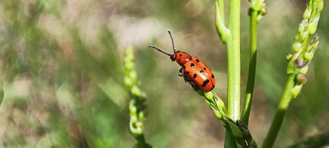 Crioceris quatuordecimpunctata - tizennégypontos spárgabogár