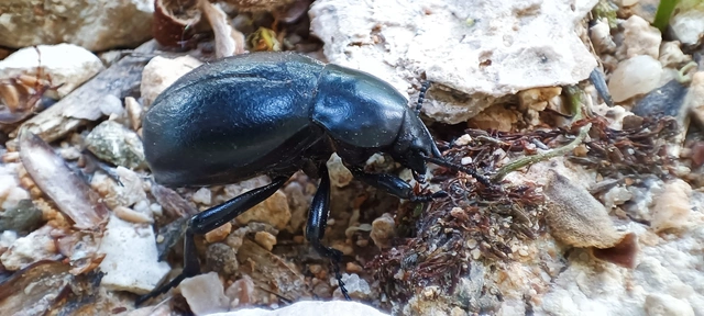 Gnaptor spinimanus - pohos gyászbogár