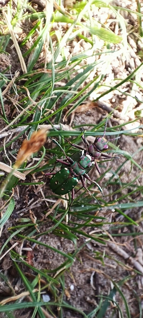 Cicindela campestris - mezei homokfutrinka