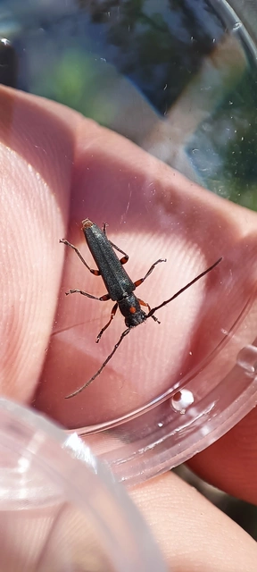 Phytoecia virgula - pirospontos fűcincér