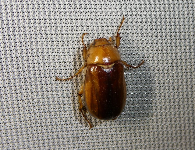 Rhizotrogus aestivus - tavaszvégi cserebogár