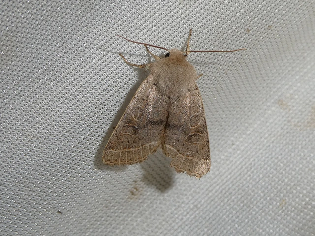 Orthosia cerasi - közepes barkabagoly
