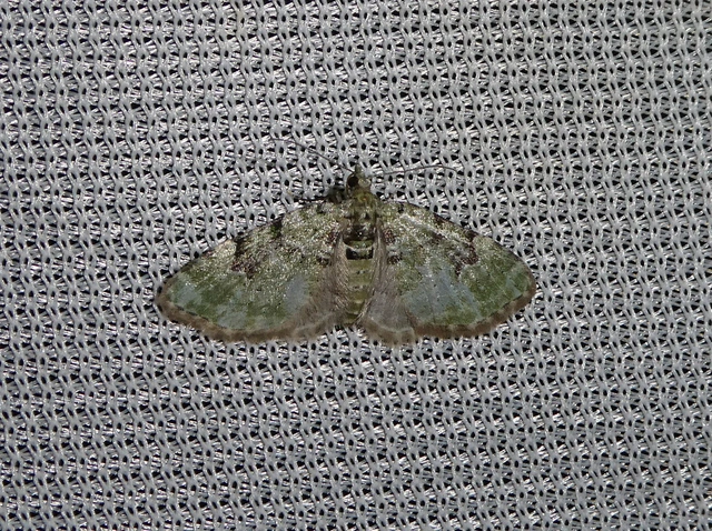 Chloroclystis v-ata - zöldes törpearaszoló