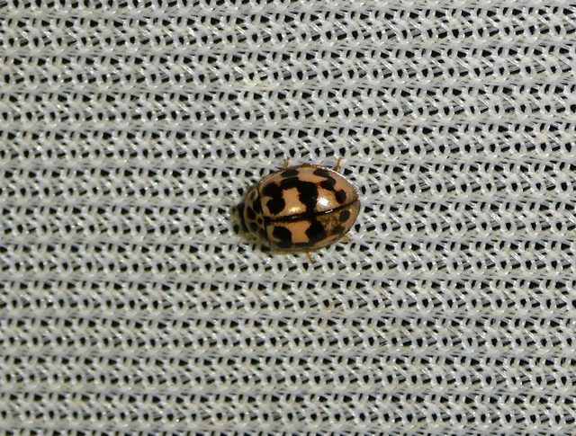 Oenopia conglobata - rózsás katica