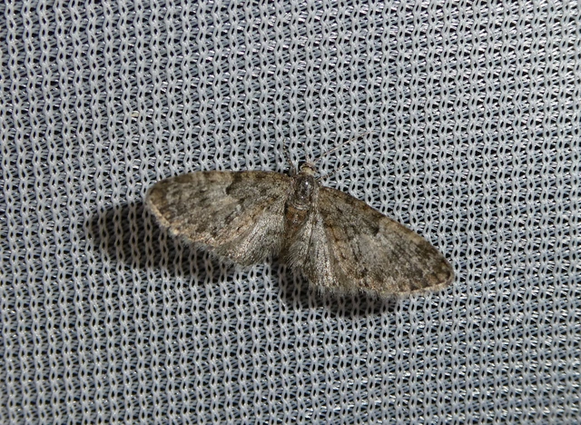 Eupithecia dodoneata - tölgy-törpearaszoló