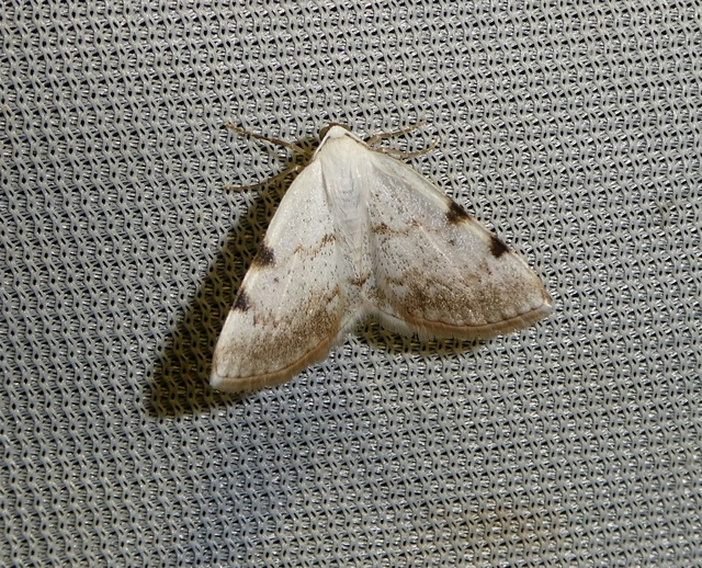 Lomographa bimaculata - kétpontos fehéraraszoló