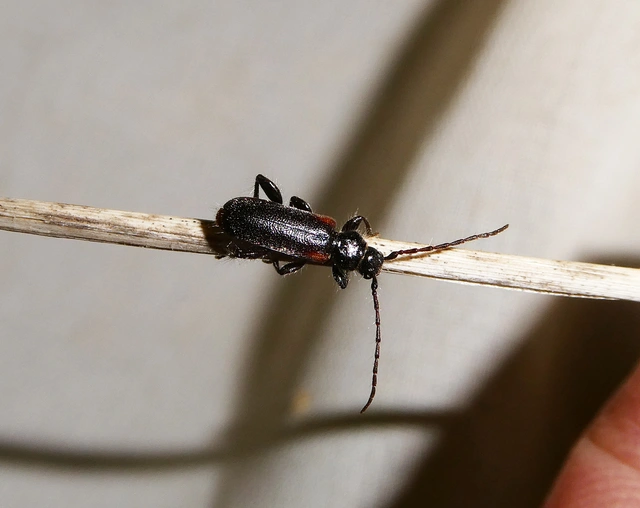 Phymatodes pusillus - vállfoltos háncscincér